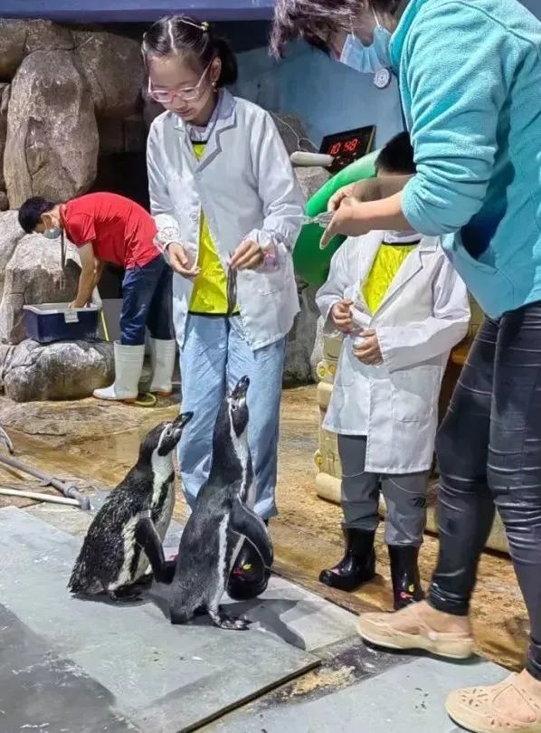 就在本周日！企鵝半日營(yíng)招募啦??！快來(lái)和企鵝寶貝過(guò)周末啦~