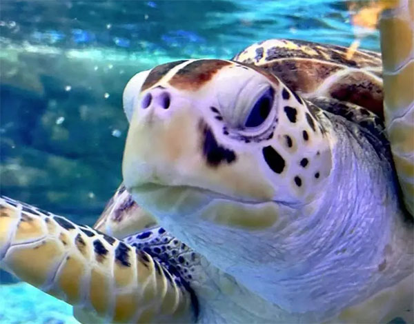 五一快樂！快來合肥海洋世界開啟親子奇幻海洋之旅！